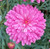 federation daisy sunday best single pink flower