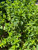 Spearmint live plant growing in garden