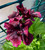 Geranium Pelargonium Dark Secret Live Plant Flower - image 2