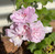 Ivy Geranium Pink Dust Live Cuttings or Potted Plant