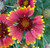Gaillardia Elite Sunset Snappy cuttings or potted (Hardy)