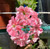 Ivy Geranium Apricot Queen Live Cuttings or Potted Plant