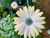 Osteospermum Margarita Sunset (African Daisy) Live Plant Flower yellow shade