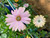 Osteospermum Margarita Sunset (African Daisy) Live Plant Flower - image 3