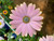 Osteospermum Margarita Sunset (African Daisy) Live Plant Flower - image 4