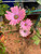 Osteospermum Margarita Sunset (African Daisy) Live Plant Flower - image 2