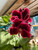 Geranium Pelargonium Rimfire Live Plant Flower - image 5