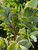 Kalanchoe Succulent Lavender Scallops Live Plant