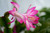 Christmas Cactus Succulent Schlumbergera Live Plant flower 3