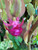 Christmas Cactus Succulent Schlumbergera Live Plant flower 2