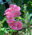 Ivy Geranium Pretty Light Pink Live Tubestock or Potted Plant - image 6