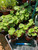 Geranium Pelargonium Cranberry Splash Live Potted Plant