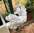 ivy geranium white