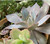 Encheveria Afterglow Succulent parent plant 5