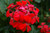 geranium red, Ivy geraniums, ivy geranium red, red ivy geraniums, red geraniums for sale