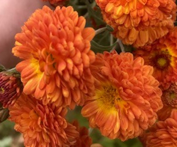 Chrysanthemum Copper Buttons, tube stock or potted