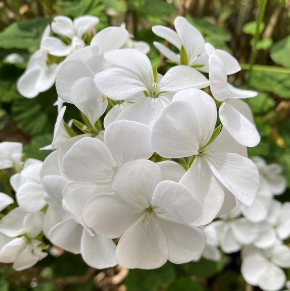 white geranium plants for sale