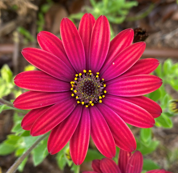 Red African daisy