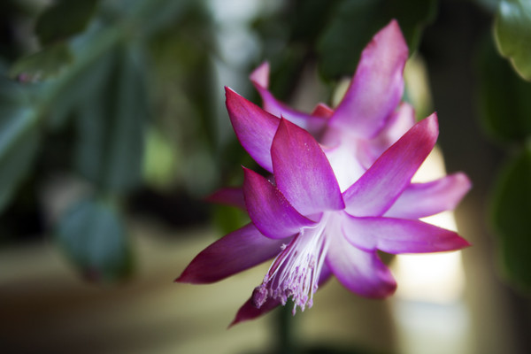 Christmas Cactus Succulent Schlumbergera Live Plant flower