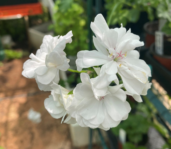 geranium white ivy