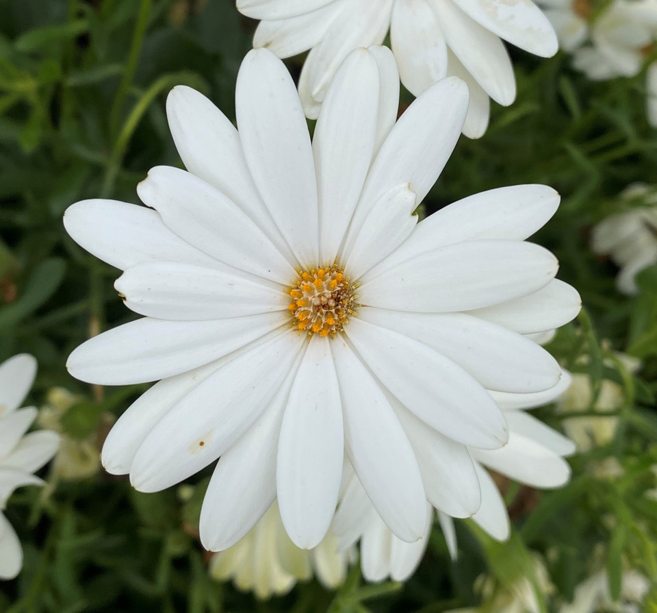 Osteospermum Elite Ruby (African Daisy) Live Plant | Shipdirect2you