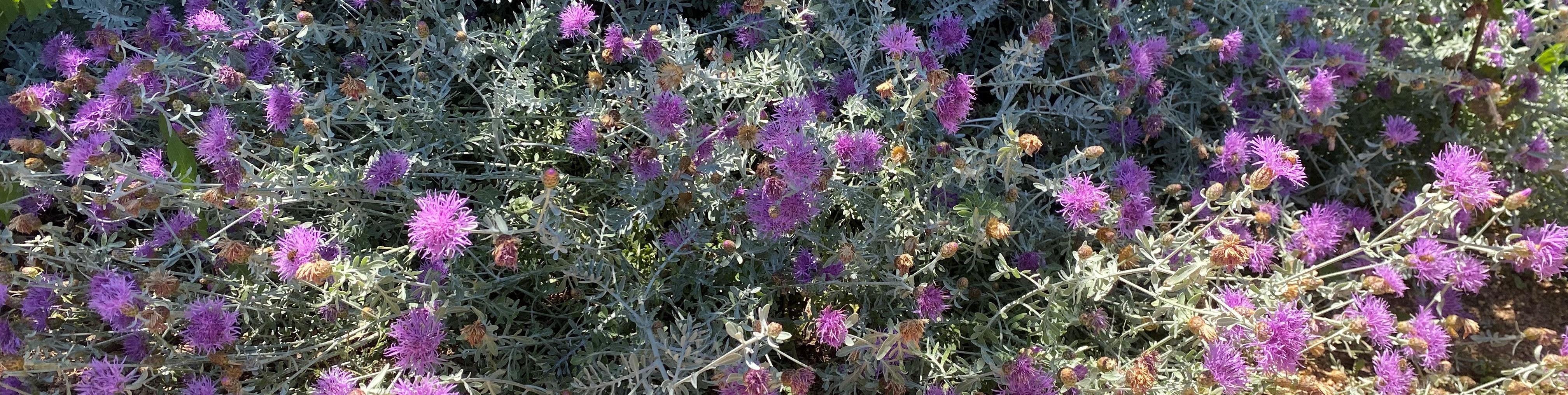 Dusty Miller Tinted Purple Metalized – La Hacienda Flowers