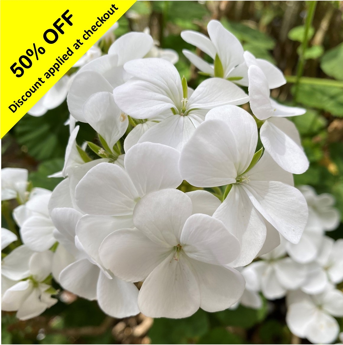 50-off-plant-sale-geranium-pure-white.jpg