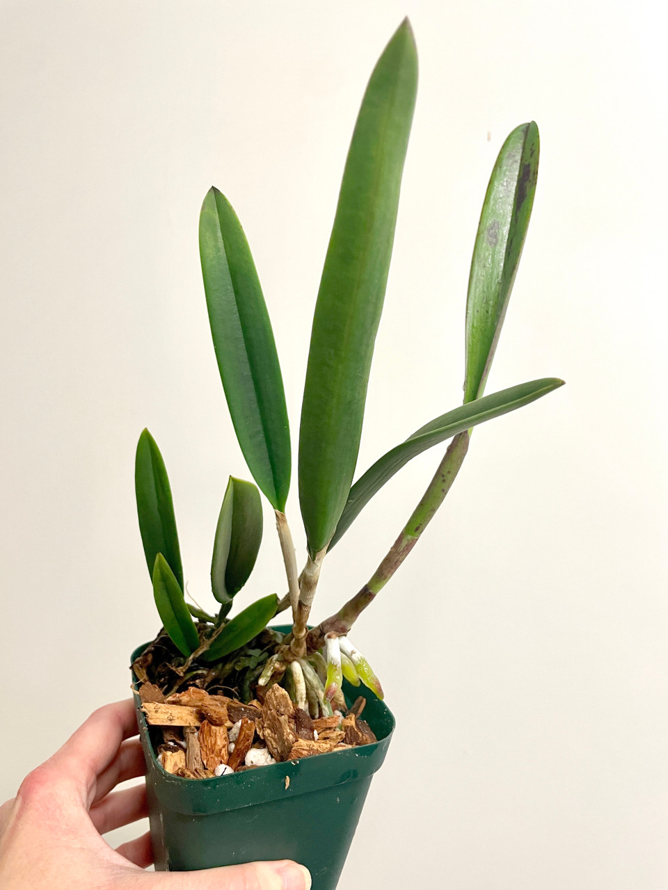 Bc Green Veil x nodosa 4N | SapphireChild Orchids at Julia Redman Art