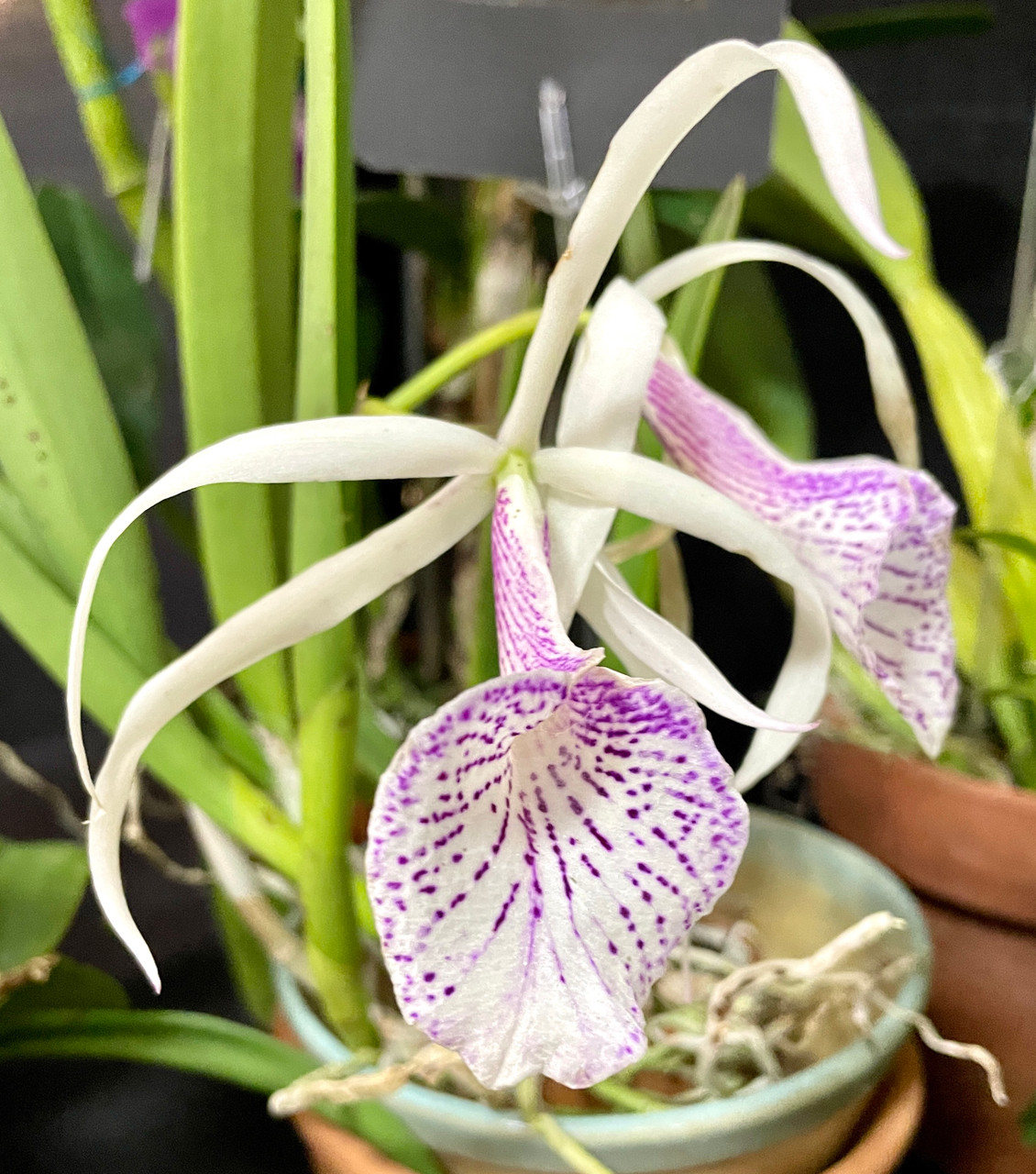 Bc. Morning Glory | SapphireChild Orchids at Julia Redman Art