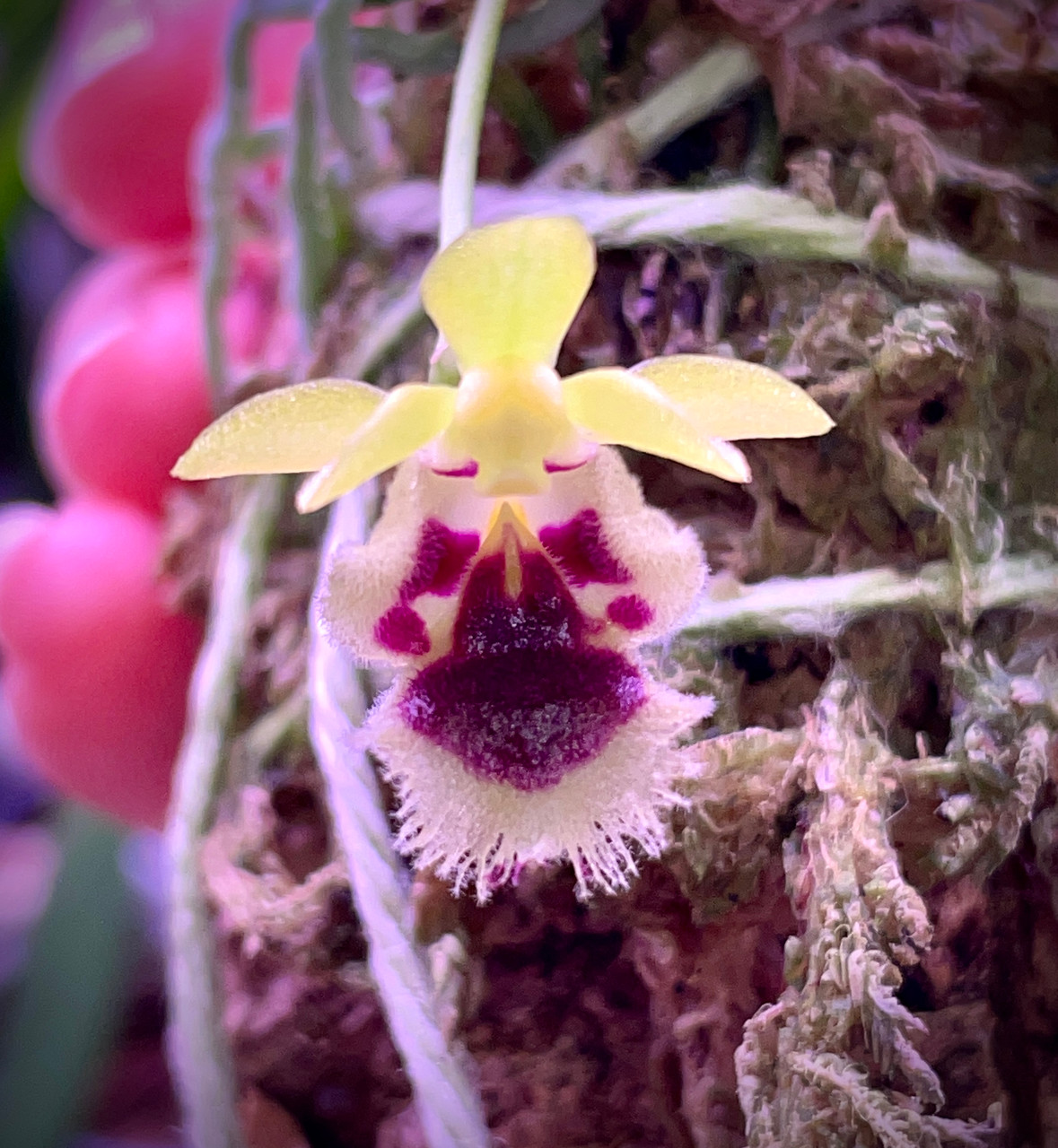 Haraella retrocalla | SapphireChild Orchids at Julia Redman Art