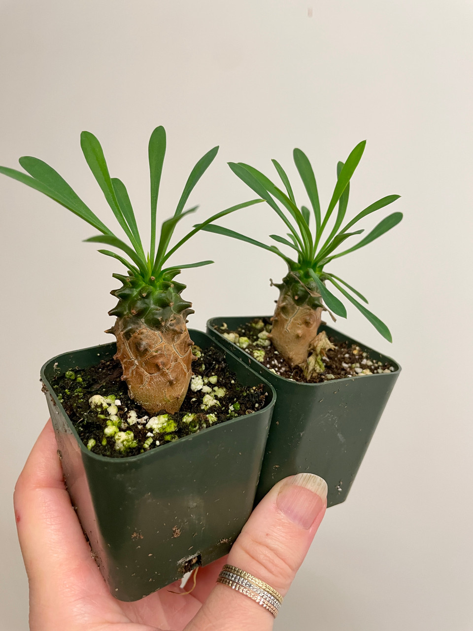 Euphorbia Japonica | SapphireChild Orchids at Julia Redman Art