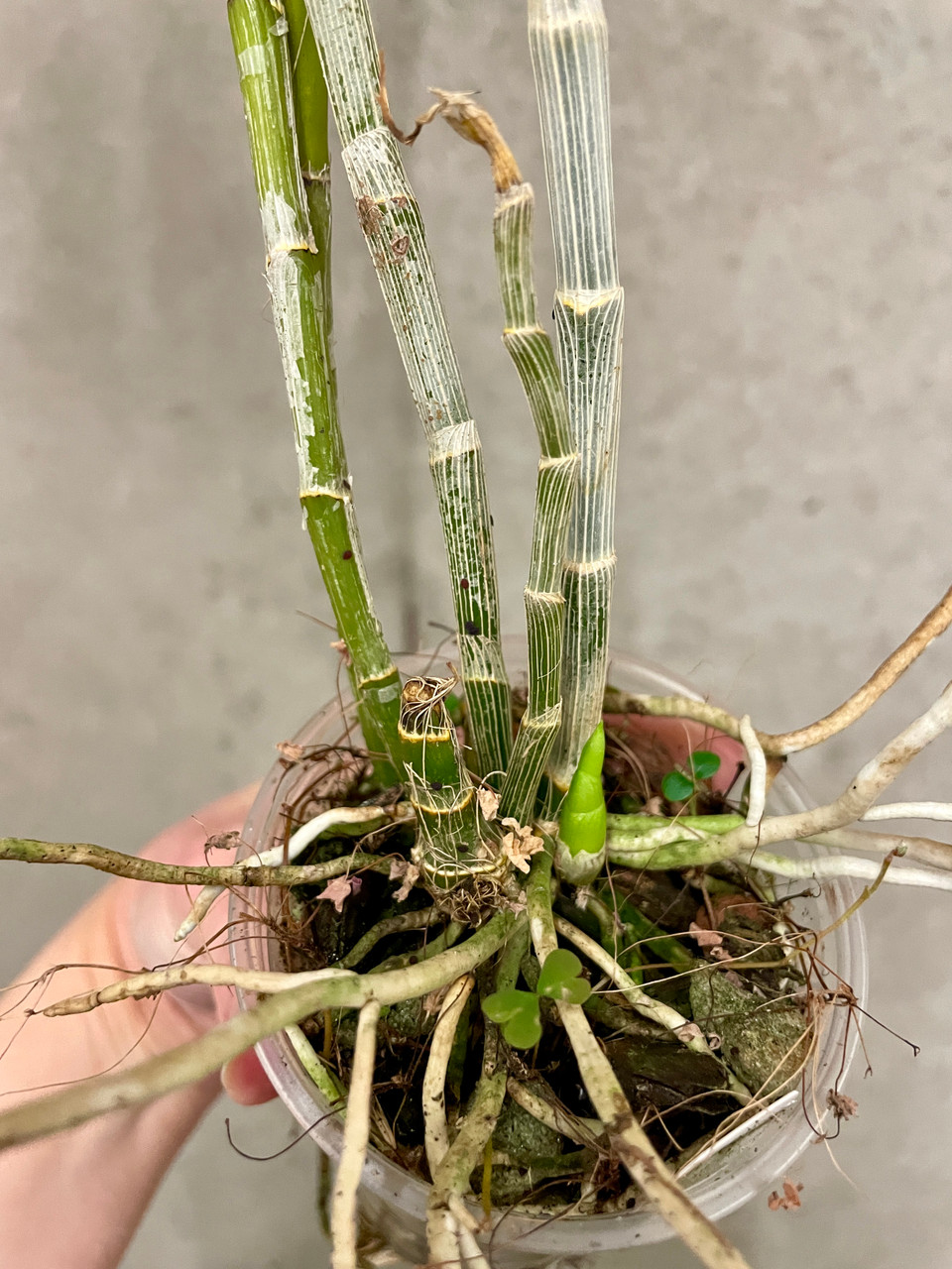 Dendrobium anosmum coerulea | SapphireChild Orchids at Julia