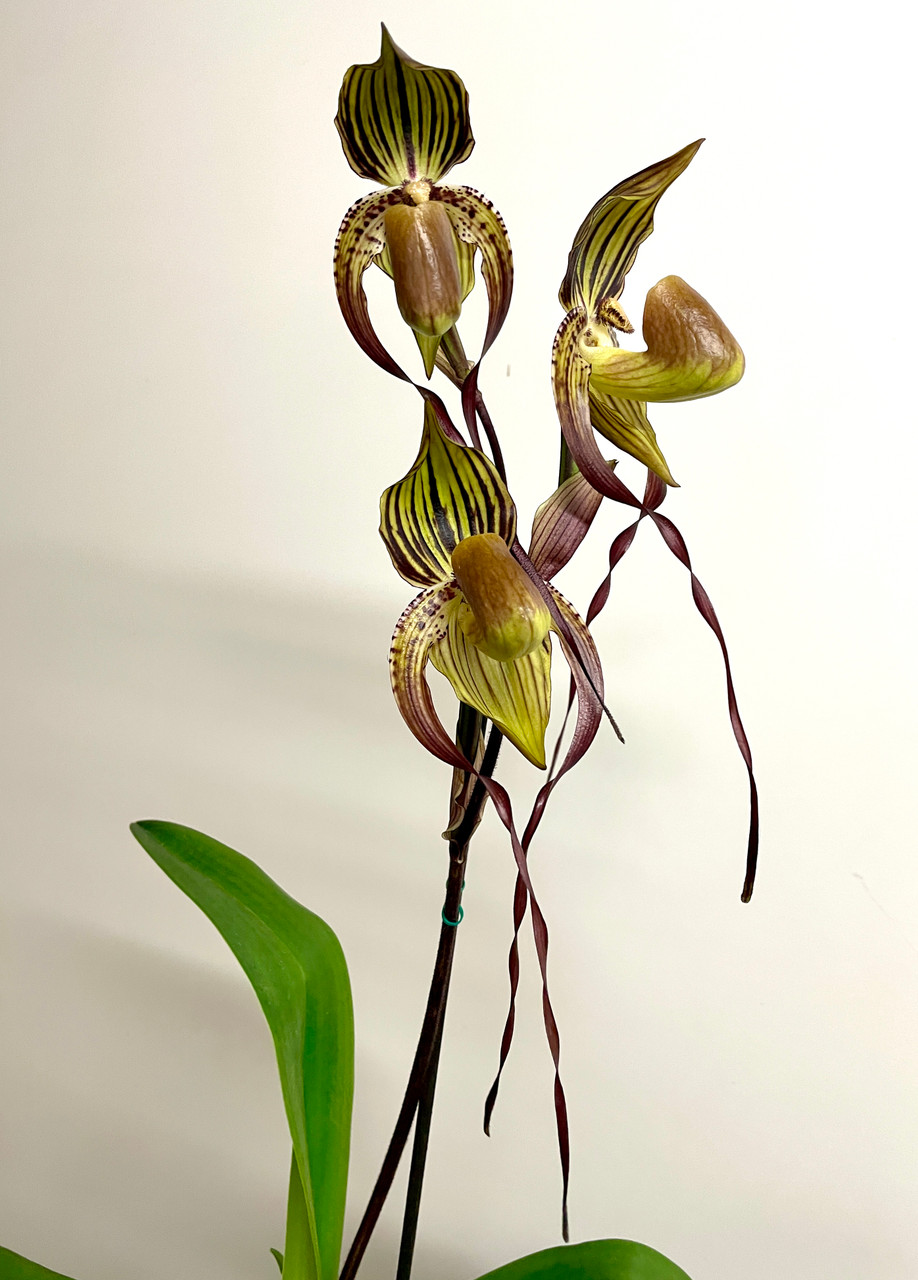 Paph Yang-ji Apple x Hung Sheng General | SapphireChild Orchids at