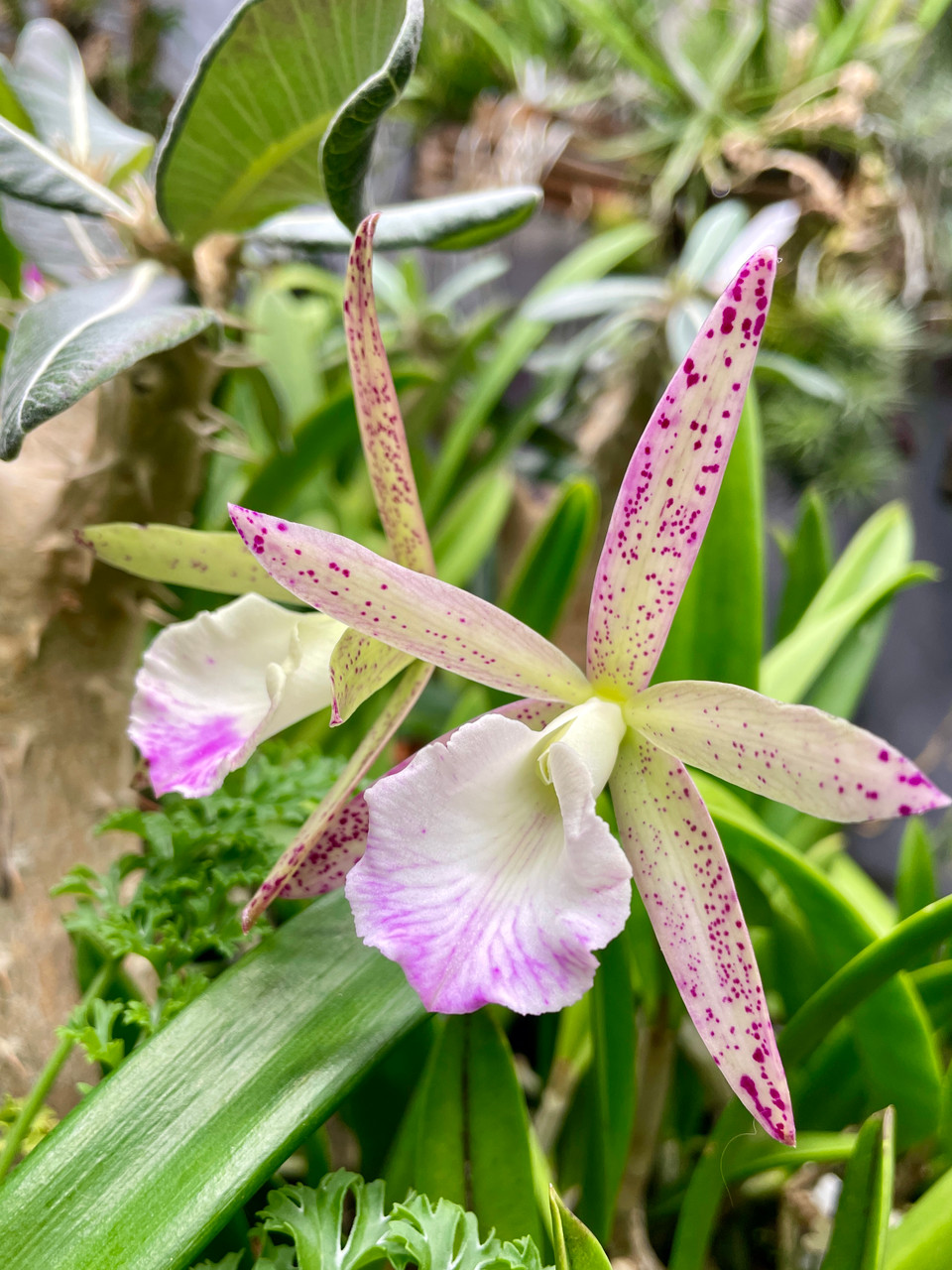 Bc Spotted Clown | SapphireChild Orchids at Julia Redman Art