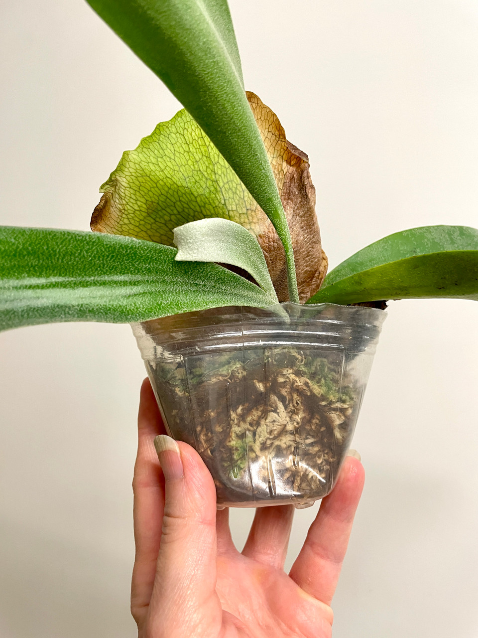 Platycerium Foong SiQi 'QQ' | curling tips rare hybrid fern | SapphireChild  Orchids