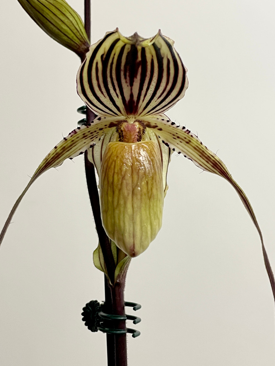 Paph Philip's Song | SapphireChild Orchids at Julia Redman Art
