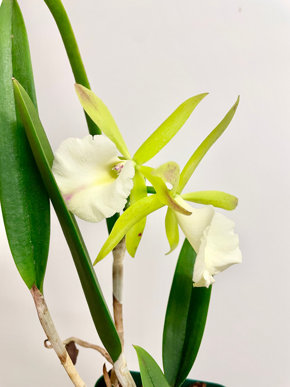 Bc Green Veil x nodosa 4N | SapphireChild Orchids at Julia Redman Art