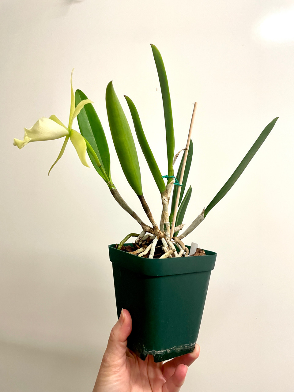 Bc Green Veil x nodosa 4N | SapphireChild Orchids at Julia Redman Art