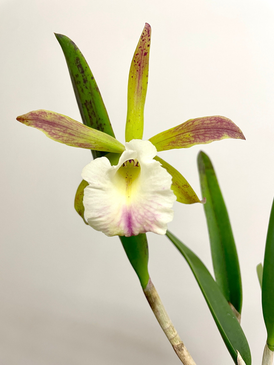 Bc Green Veil x nodosa 4N | SapphireChild Orchids at Julia Redman Art