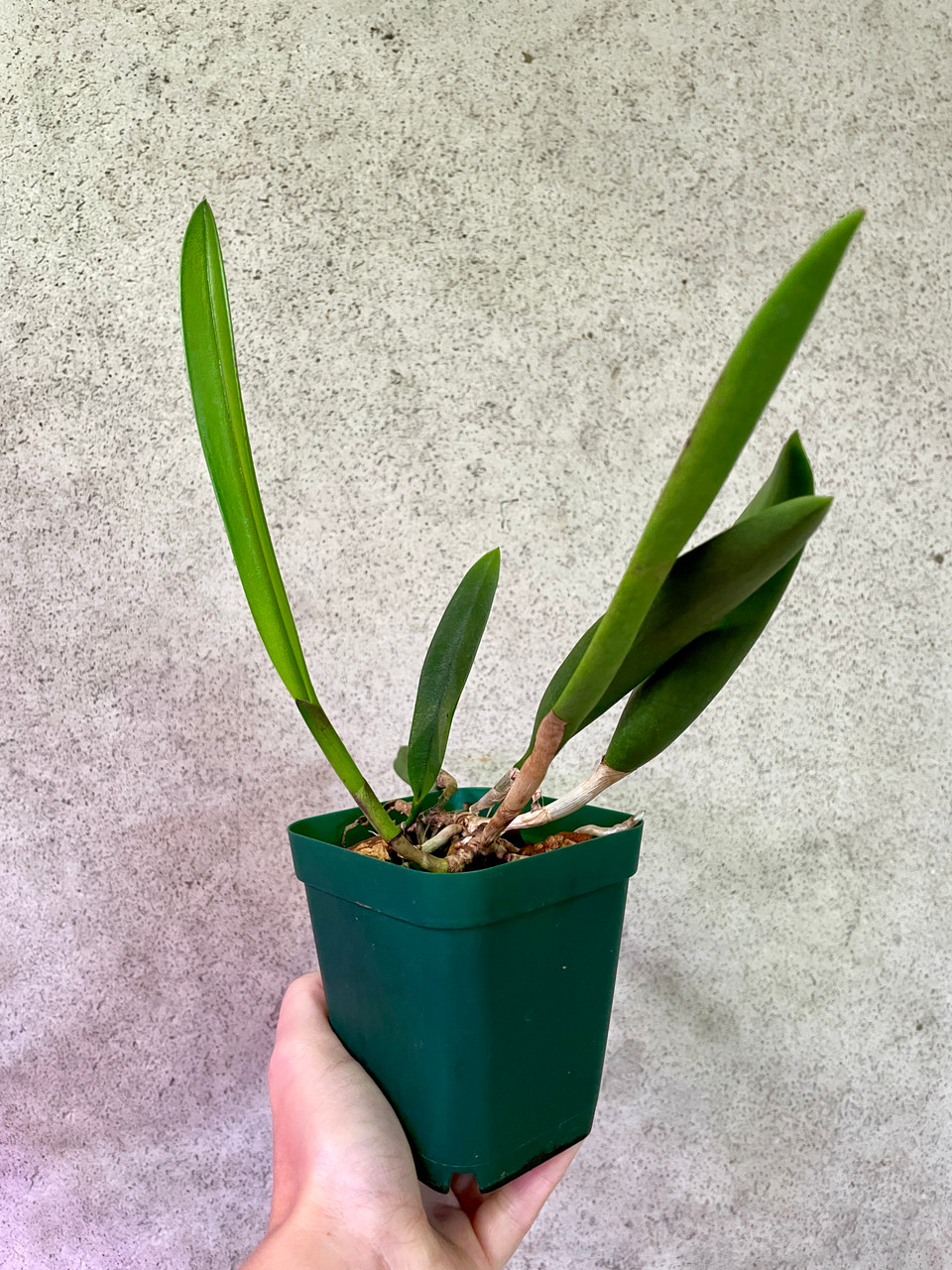 Bc Green Veil x nodosa 4N | SapphireChild Orchids at Julia Redman Art