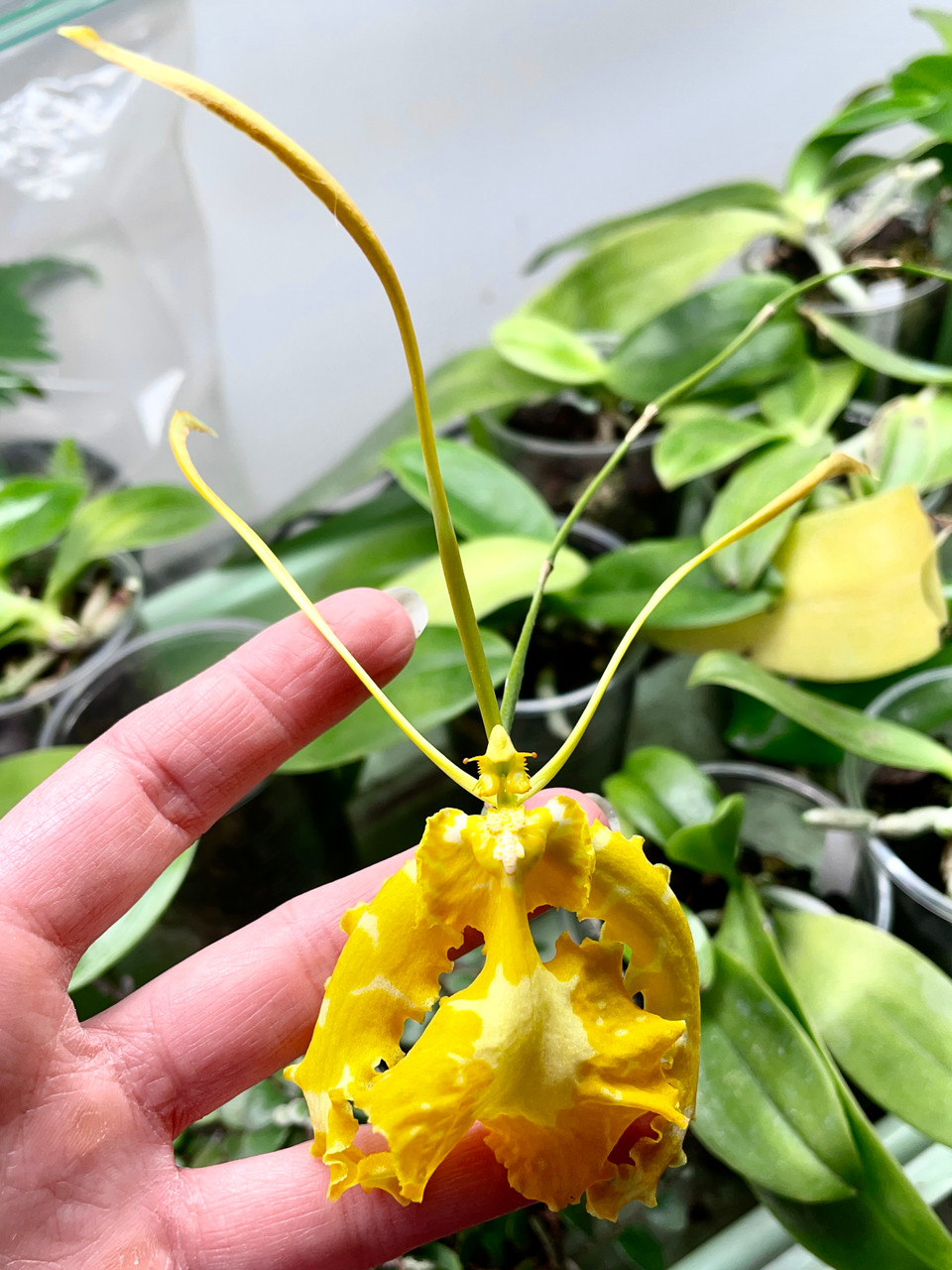 Psychopsis papilio alba | SapphireChild Orchids at Julia Redman Art