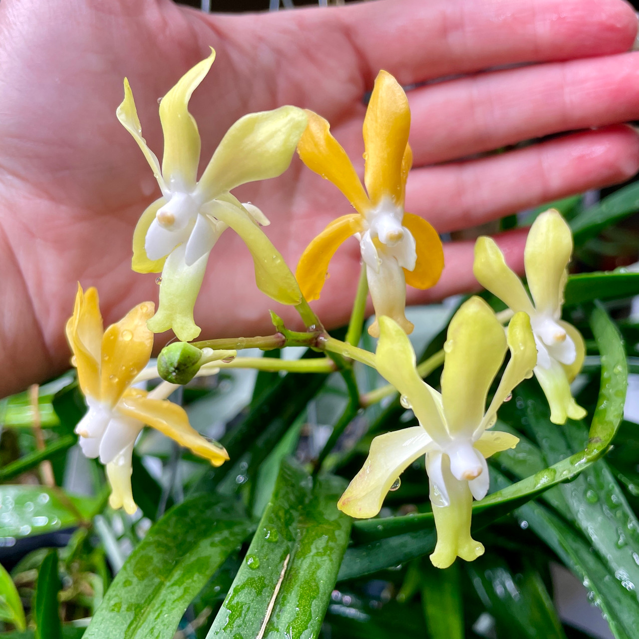 Vanda falcata x denisoniana | SapphireChild Orchids at Julia