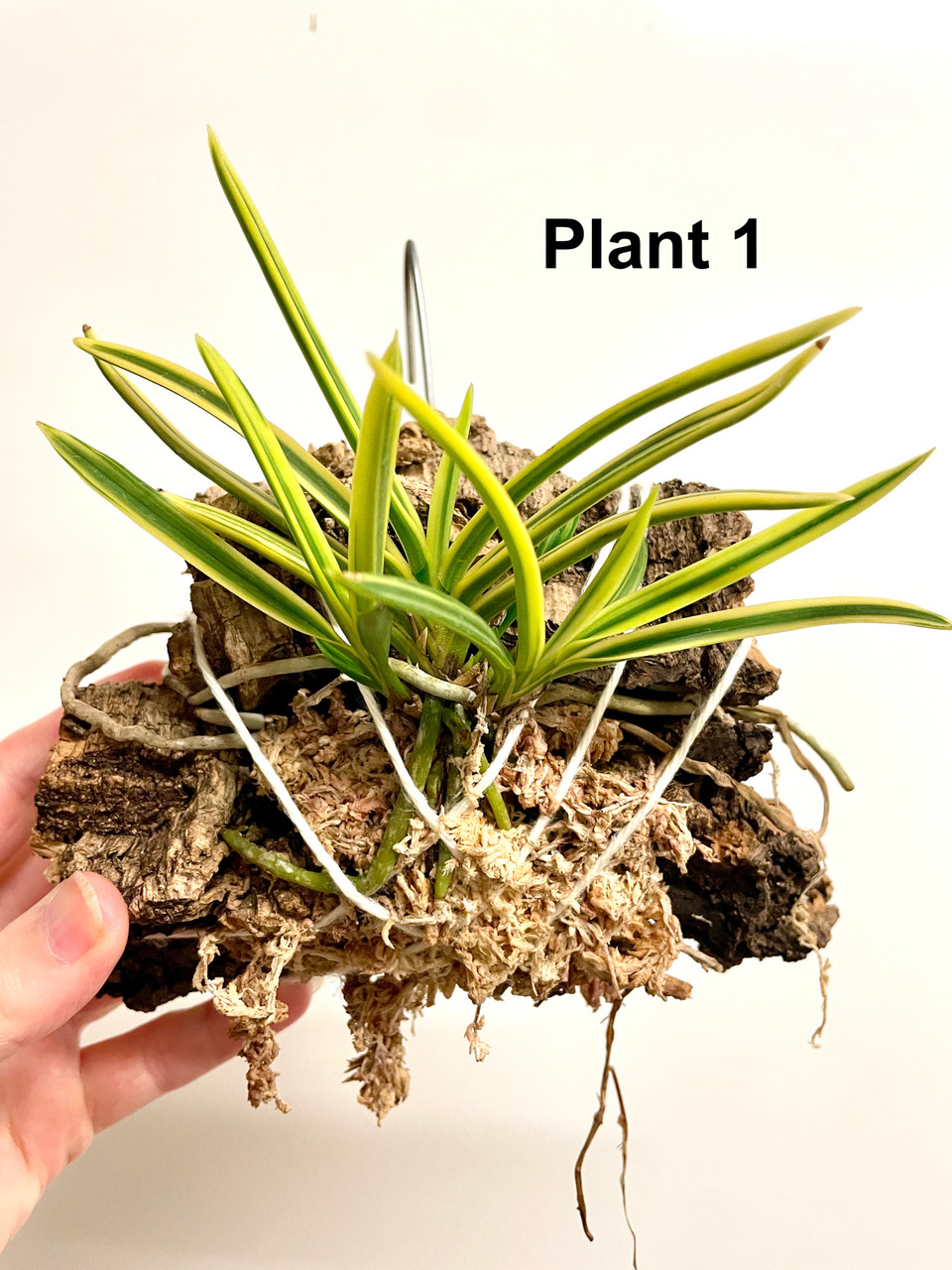 Vanda falcata Tenkei Fukurin | SapphireChild Orchids at Julia