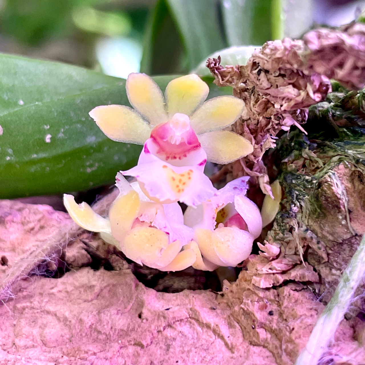 Gastrochilus japonicus | SapphireChild Orchids at Julia Redman Art