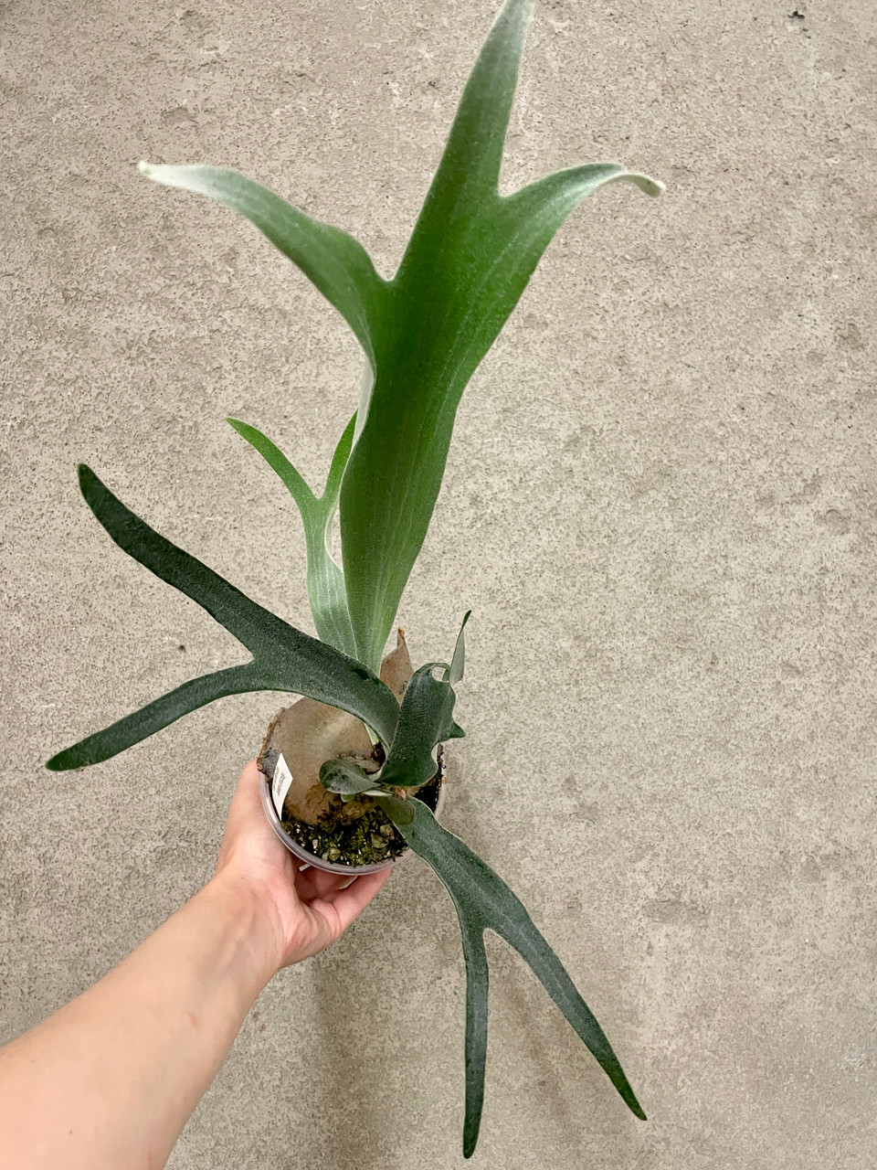 P.veitchii Auburn river @bikamori.com アーバンリバー ビカクシダ