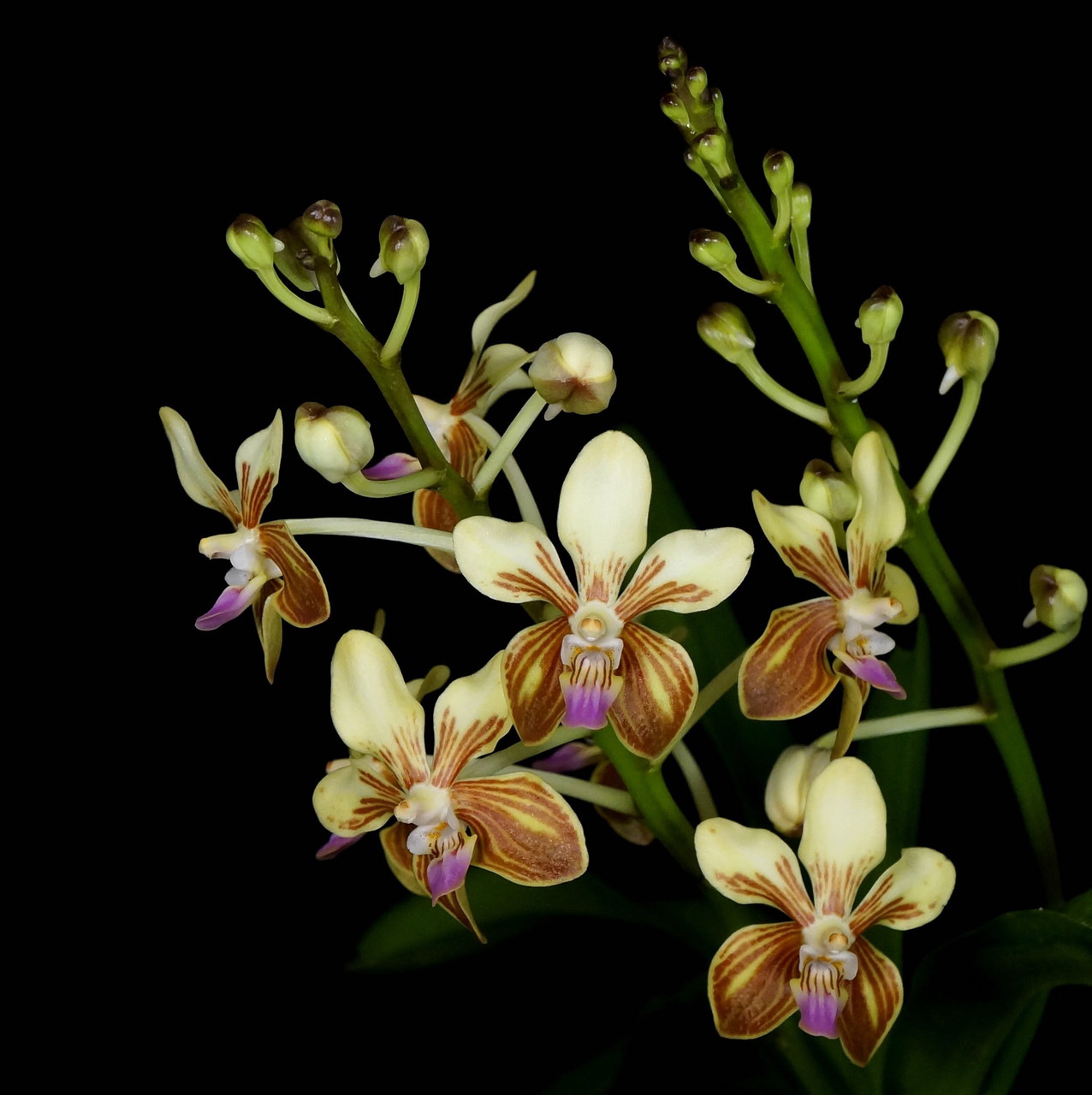 Vanda | nakato-orchids NK幻の希少原種 lamellata ver calayana 実生