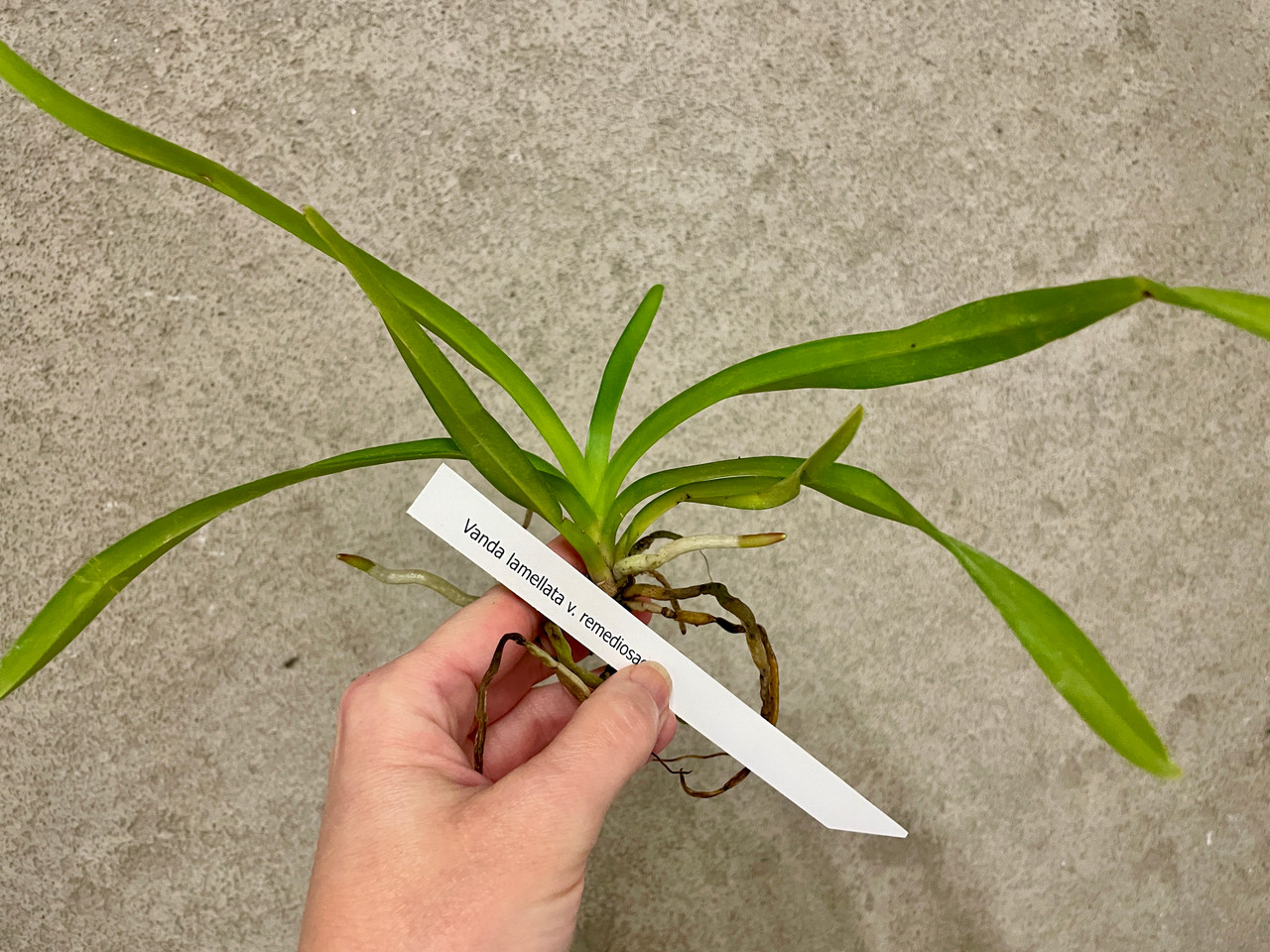 Vanda lamellata v. remediosae | SapphireChild Orchids at Julia