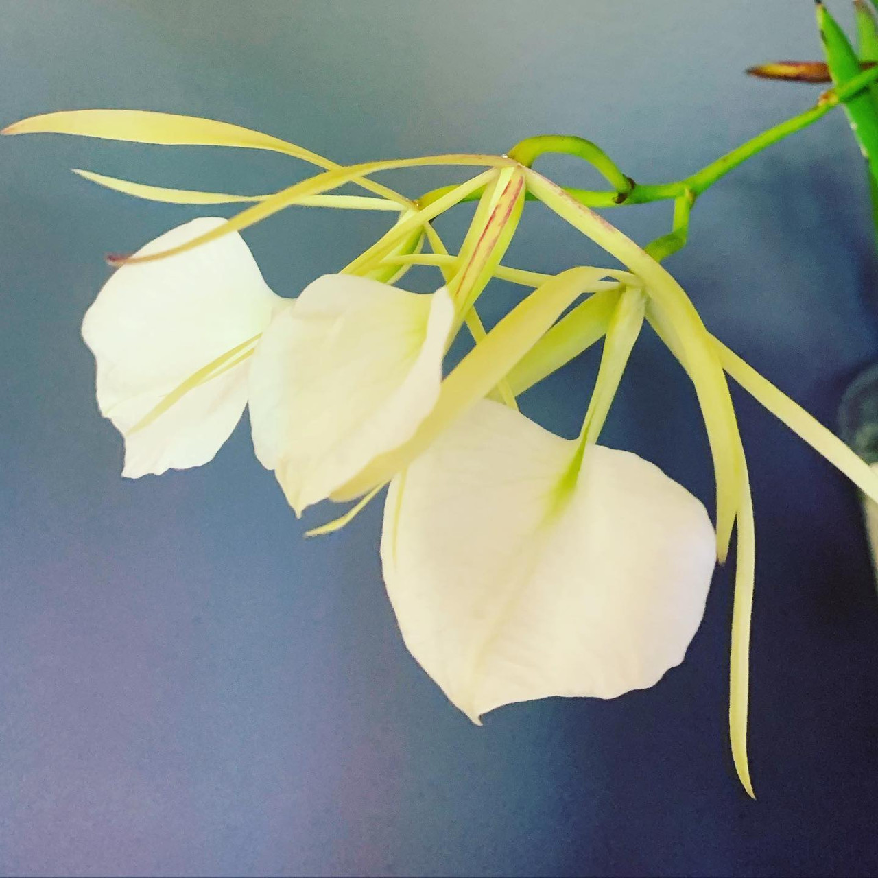 Brassavola nodosa 'Panama Soiree' | SapphireChild Orchids at Julia