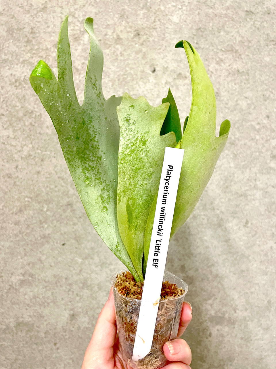 Platycerium willinckii Little Elf | rare fern | SapphireChild Orchids