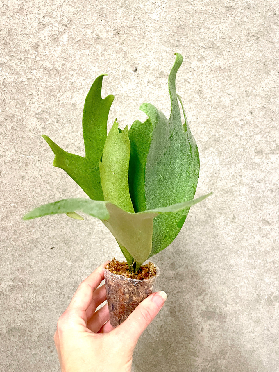 Platycerium willinckii Little Elf | rare fern | SapphireChild Orchids